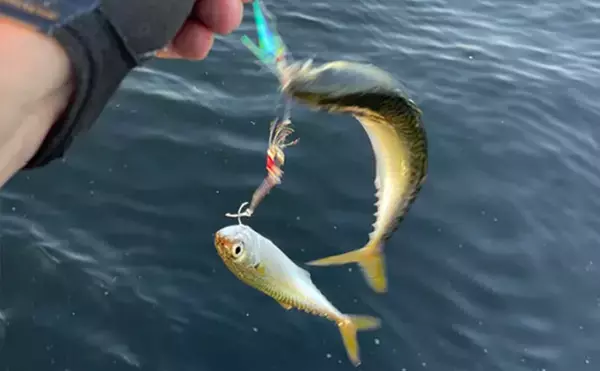 「ライトゲーム愛好家が「今まで一番多く釣った魚種」は何？　サバが最有力候補」の画像