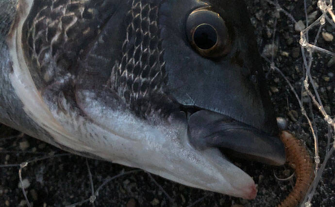 ライトゲーム愛好家が「今まで一番多く釣った魚種」は何？　サバが最有力候補