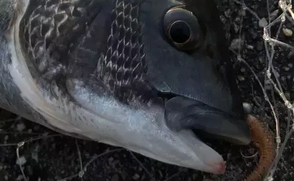「ライトゲーム愛好家が「今まで一番多く釣った魚種」は何？　サバが最有力候補」の画像