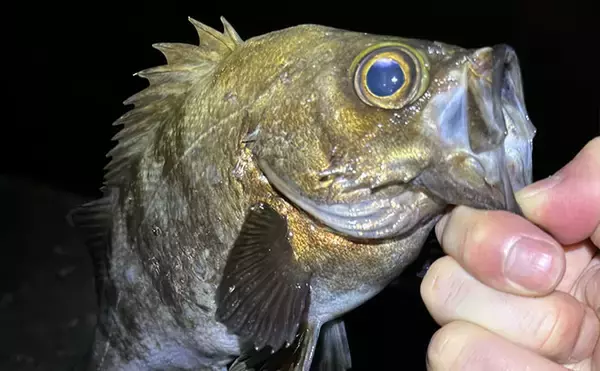 「ライトゲーム愛好家が「今まで一番多く釣った魚種」は何？　サバが最有力候補」の画像
