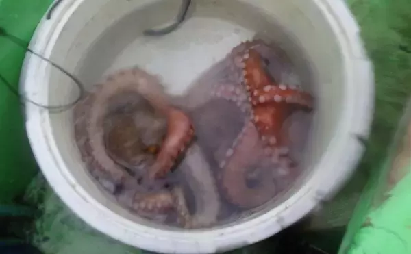 「常磐沖タチウオ開幕【那珂湊・つれたか丸】 エギタコとリレー釣りで良型マダコもキャッチ」の画像