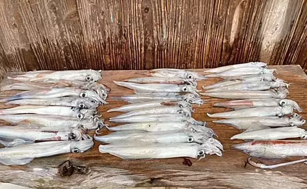 陸っぱりヤリイカエギング釣行で良型中心に30尾と好釣【山口・青海島】