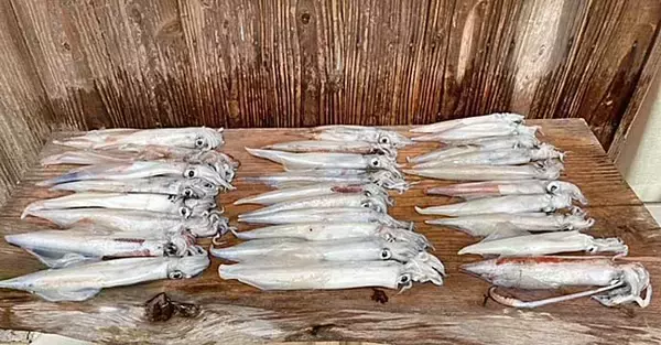 「陸っぱりヤリイカエギング釣行で良型中心に30尾と好釣【山口・青海島】」の画像