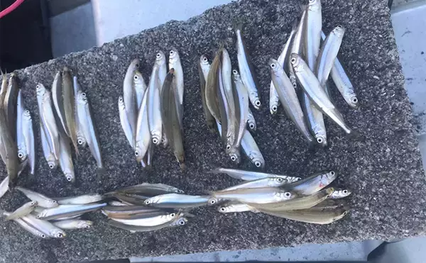 「解禁初日のワカサギ釣りで80匹以上【山梨・山中湖】バス釣りタックルで挑戦」の画像