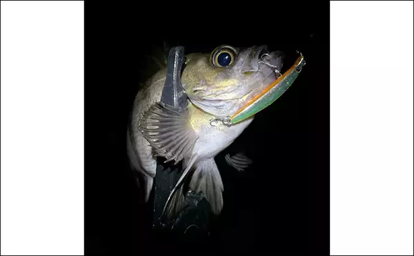 「スピニングリールの『ドラグ』って何？　基本の調整方法を紹介」の画像