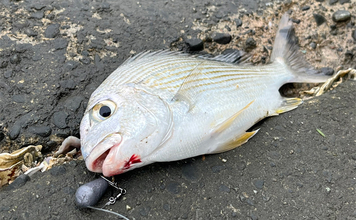 「冷凍アサリ+直リグ=アサリグ」でアタリ連発!【静岡】チヌにへダイをキャッチ成功