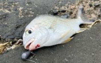 「冷凍アサリ＋直リグ＝アサリグ」でアタリ連発！【静岡】チヌにへダイをキャッチ成功