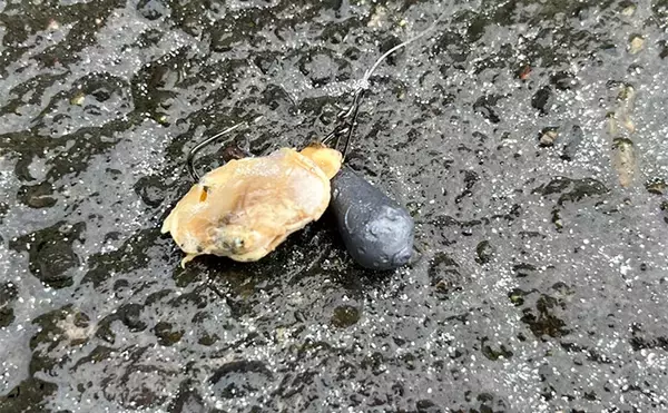 「「冷凍アサリ＋直リグ＝アサリグ」でアタリ連発！【静岡】チヌにへダイをキャッチ成功」の画像