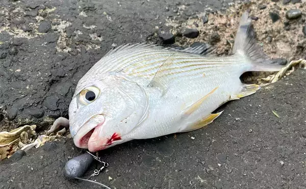 「「冷凍アサリ＋直リグ＝アサリグ」でアタリ連発！【静岡】チヌにへダイをキャッチ成功」の画像