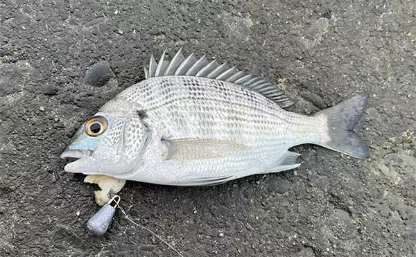 「「冷凍アサリ＋直リグ＝アサリグ」でアタリ連発！【静岡】チヌにへダイをキャッチ成功」の画像