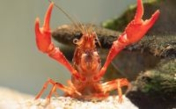 外来種＜アメリカザリガニ＞を美味しく食べるためのポイント　米国や中国ではごちそう！