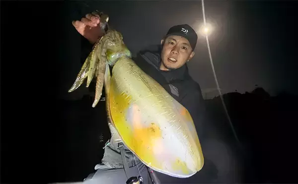 「満月の大潮はアオリイカが釣れる！」ショアのエギング釣行で1300g頭に良型が連発【山口】