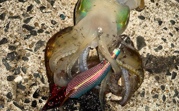 「満月の大潮はアオリイカが釣れる！」ショアのエギング釣行で1300g頭に良型が連発【山口】
