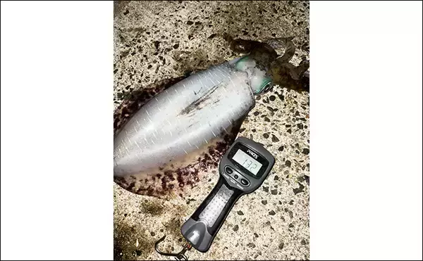「「満月の大潮はアオリイカが釣れる！」ショアのエギング釣行で1300g頭に良型が連発【山口】」の画像