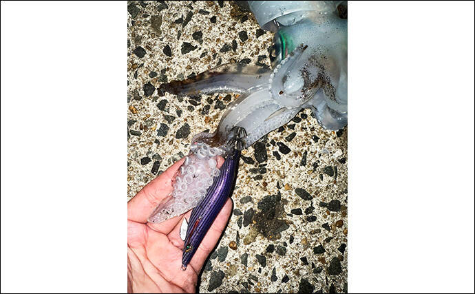 「満月の大潮はアオリイカが釣れる！」ショアのエギング釣行で1300g頭に良型が連発【山口】