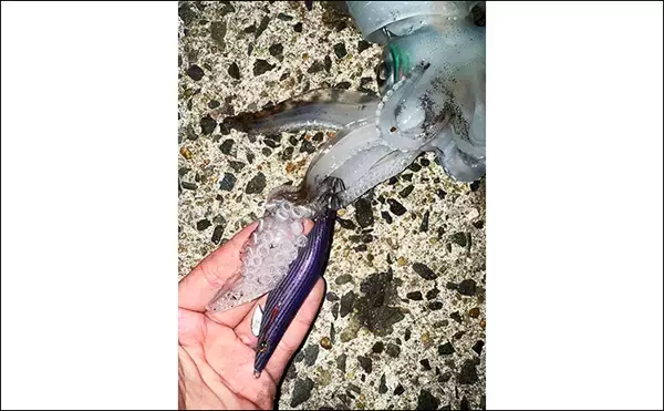 「「満月の大潮はアオリイカが釣れる！」ショアのエギング釣行で1300g頭に良型が連発【山口】」の画像