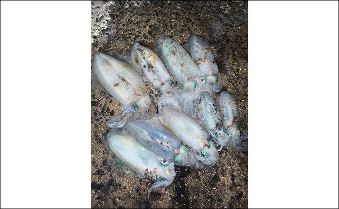 「満月の大潮はアオリイカが釣れる！」ショアのエギング釣行で1300g頭に良型が連発【山口】
