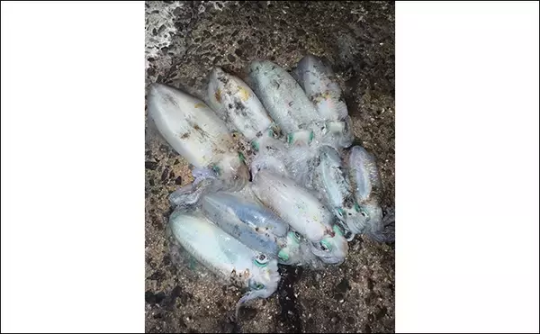 「「満月の大潮はアオリイカが釣れる！」ショアのエギング釣行で1300g頭に良型が連発【山口】」の画像