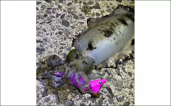 「「満月の大潮はアオリイカが釣れる！」ショアのエギング釣行で1300g頭に良型が連発【山口】」の画像