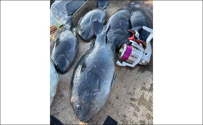 磯フカセ釣りで42cm頭にグレ5匹手中　不安定な水温を仕掛け調整で攻略