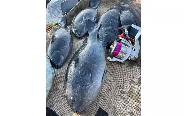 「磯フカセ釣りで42cm頭にグレ5匹手中　不安定な水温を仕掛け調整で攻略」の画像