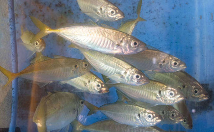 魚の旨みを保つ」水槽（イケス）が開発 活性下げると鮮度がアップ 