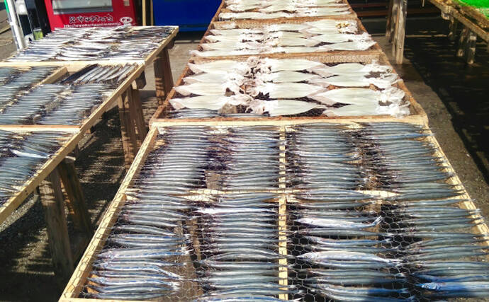 魚の旨みを保つ」水槽（イケス）が開発 活性下げると鮮度がアップ 