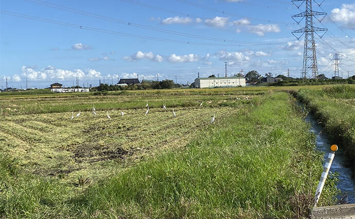 秋のルアーナマズ釣りで50cm級本命をキャッチ【埼玉】ポッパーにド派手ヒット！