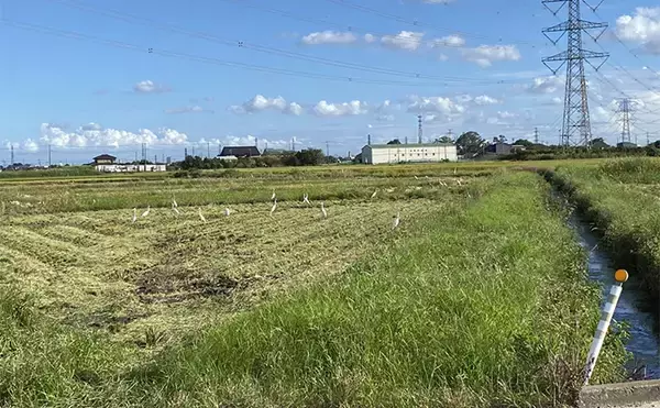 「秋のルアーナマズ釣りで50cm級本命をキャッチ【埼玉】ポッパーにド派手ヒット！」の画像