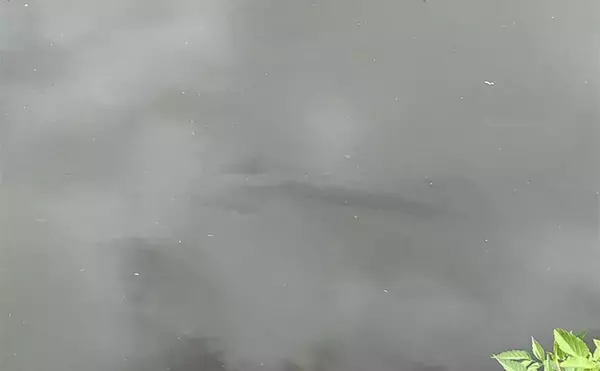 「秋のルアーナマズ釣りで50cm級本命をキャッチ【埼玉】ポッパーにド派手ヒット！」の画像