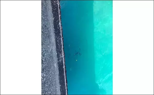 「カラフルな魚たちと出会う堤防五目釣り【西伊豆・岩地海岸】多種多様な魚を20匹キャッチ」の画像