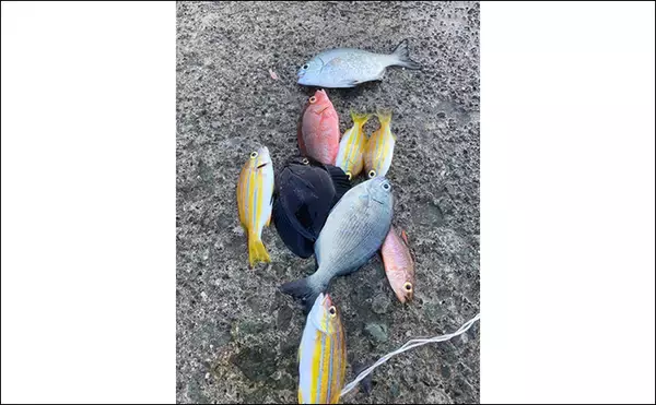 「カラフルな魚たちと出会う堤防五目釣り【西伊豆・岩地海岸】多種多様な魚を20匹キャッチ」の画像