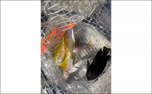 「カラフルな魚たちと出会う堤防五目釣り【西伊豆・岩地海岸】多種多様な魚を20匹キャッチ」の画像