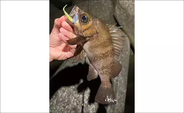 「夜の大阪湾ライトゲーム釣行でアジもメバルも複数キャッチ成功　いずれもジグ単リグにヒット」の画像