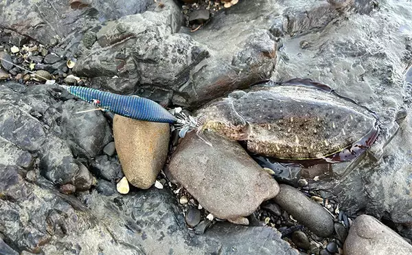 「不人気エリアのゴロタ浜でエギングしてみた【熊本】まさかのコウイカ連発に大満足」の画像