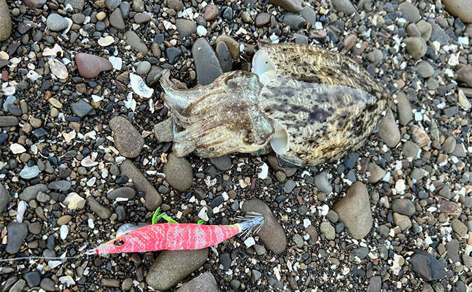 不人気エリアのゴロタ浜でエギングしてみた【熊本】まさかのコウイカ連発に大満足