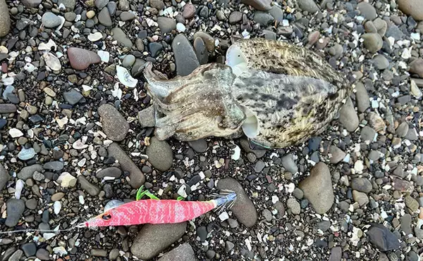 「不人気エリアのゴロタ浜でエギングしてみた【熊本】まさかのコウイカ連発に大満足」の画像