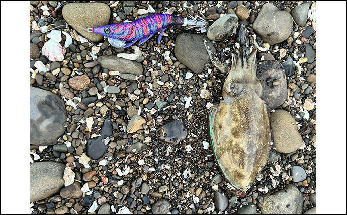 不人気エリアのゴロタ浜でエギングしてみた【熊本】まさかのコウイカ連発に大満足