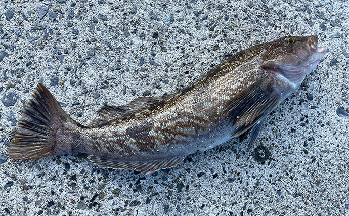 海釣り初心者の女性アングラーが「実際に買って大満足した」釣り竿とリールを紹介