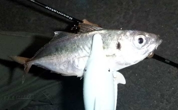 これから始めるアジング講座：失敗しないタックル・ライン・操作の基礎をやさしく解説