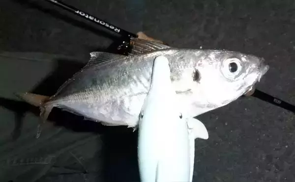 これから始めるアジング講座：失敗しないタックル・ライン・操作の基礎をやさしく解説