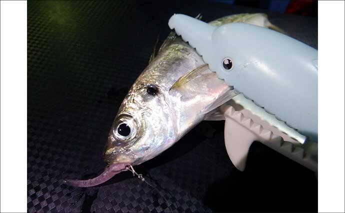 これから始めるアジング講座：失敗しないタックル・ライン・操作の基礎をやさしく解説