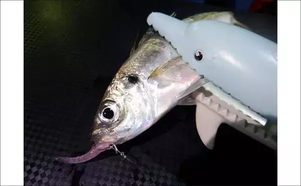 「これから始めるアジング講座：失敗しないタックル・ライン・操作の基礎をやさしく解説」の画像