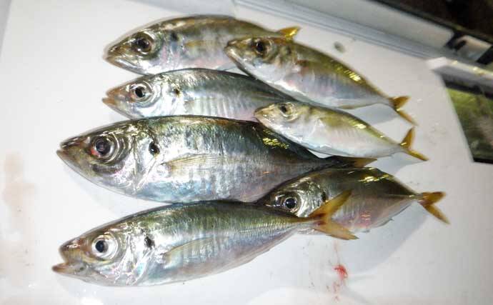 これから始めるアジング講座：失敗しないタックル・ライン・操作の基礎をやさしく解説