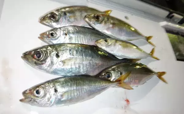 「これから始めるアジング講座：失敗しないタックル・ライン・操作の基礎をやさしく解説」の画像