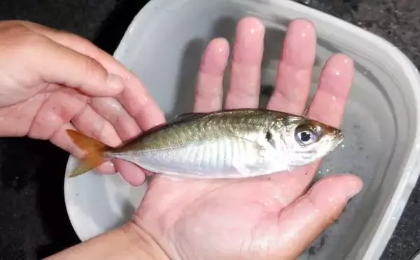 「これから始めるアジング講座：失敗しないタックル・ライン・操作の基礎をやさしく解説」の画像