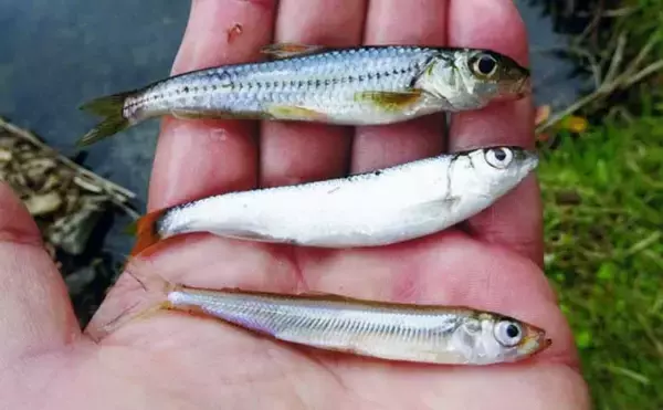 「陸から狙う青土ダム湖のワカサギ釣り【滋賀県】本命44匹にスゴモロコ＆シラハエもヒット」の画像