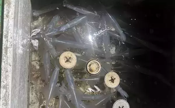 「夜のイカメタル釣行でササイカ（ヤリイカ）120尾と大爆釣！【山口・剛龍丸】」の画像