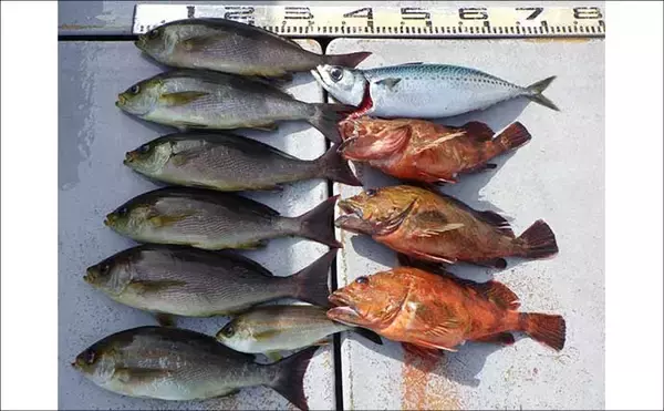 「「3kg級シマアジ連打！」金洲五目釣りが好調【船釣り釣果速報14選・愛知／静岡】」の画像