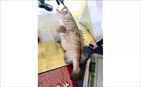 「イカメタルで100尾超え！夜焚きイカ好調キープ中【響灘エリアの沖釣り釣果速報7選・福岡】」の画像